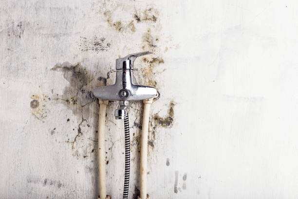 Best Best Mold Removal Companies  in Hanahan, SC