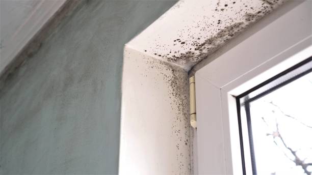 Best Certified Mold Removal  in Hanahan, SC
