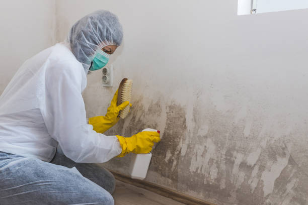 Best Commercial Mold Removal  in Hanahan, SC