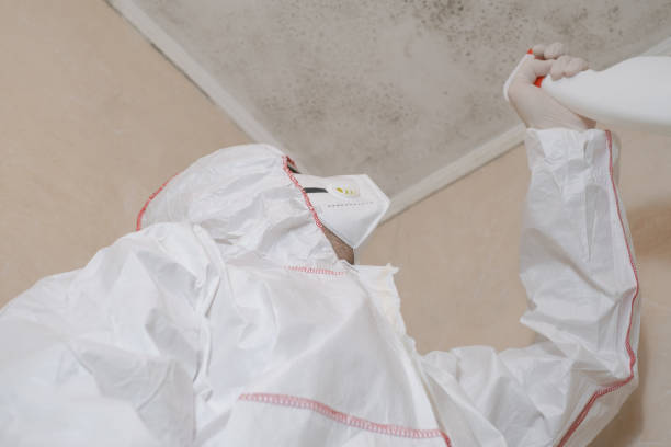 Best Black Mold Removal  in Hanahan, SC