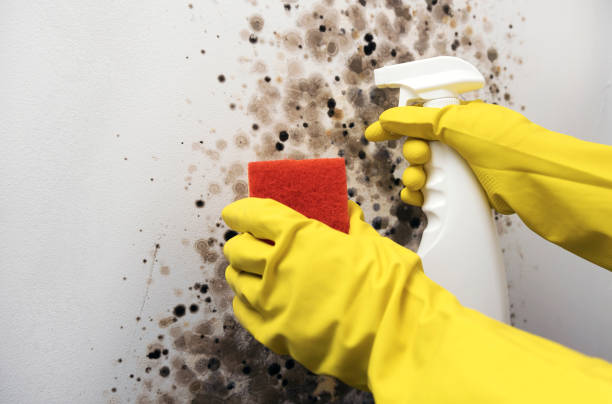 Best Local Mold Removal Service  in Hanahan, SC
