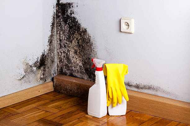 Trusted Hanahan, SC Mold Removal Experts