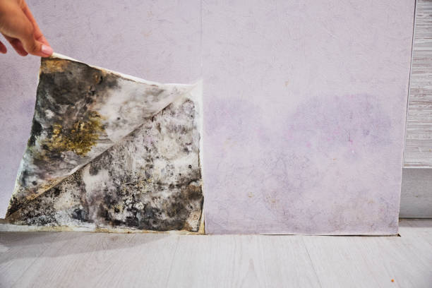 Hanahan, SC Mold Removal Company